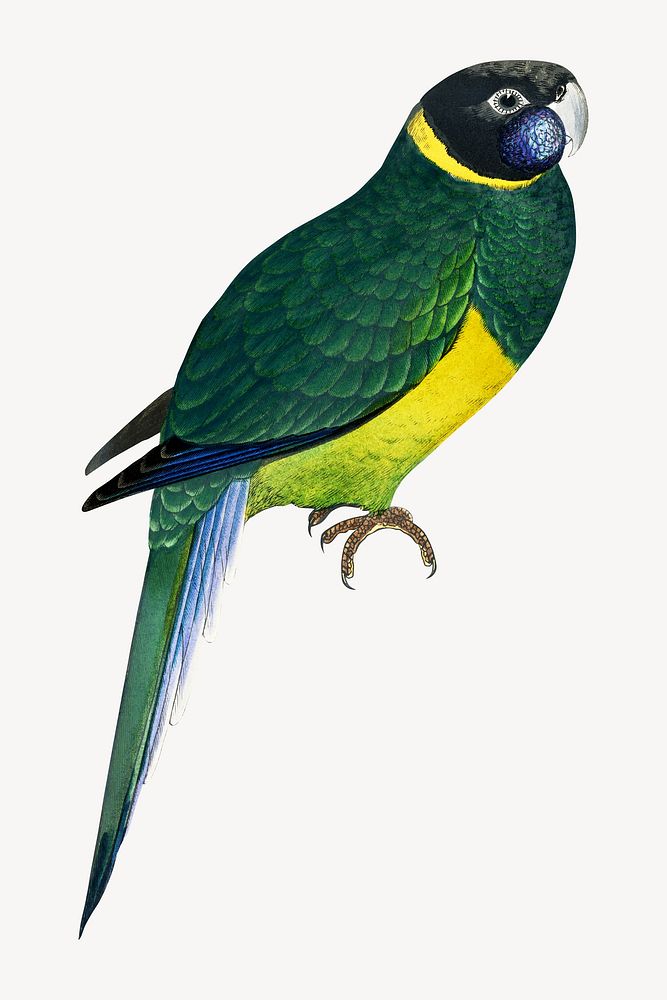 Bauer's parakeet vintage bird illustration. Remixed by rawpixel.