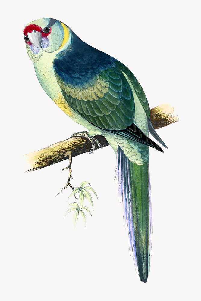 Barnard's parakeet vintage bird illustration. Remixed by rawpixel.