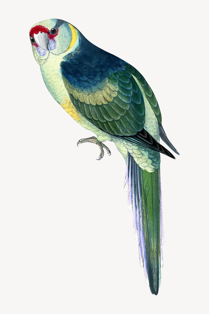 Barnard's parakeet vintage bird illustration. Remixed by rawpixel.