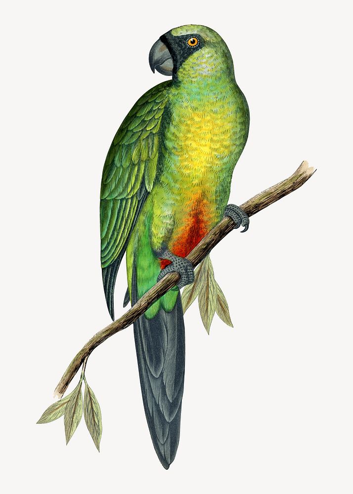 Masked parakeet vintage bird illustration. Remixed by rawpixel.
