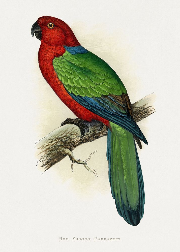 Red Shining Parrakeet (Prosopeia tabuensis) colored wood-engraved plate by Alexander Francis Lydon. Digitally enhanced from…