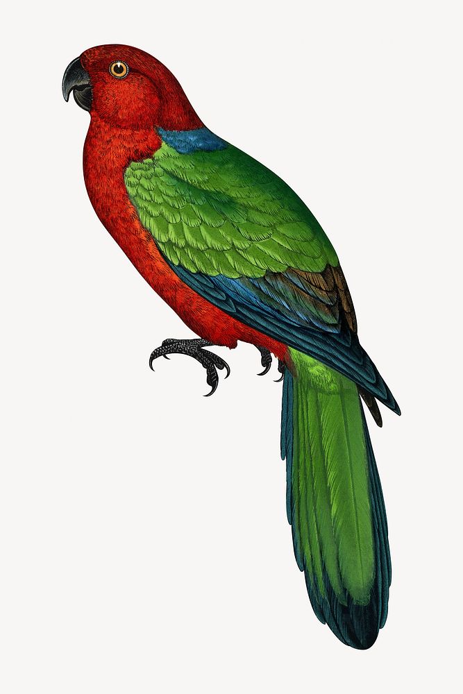 Red shining parakeet vintage bird illustration. Remixed by rawpixel.