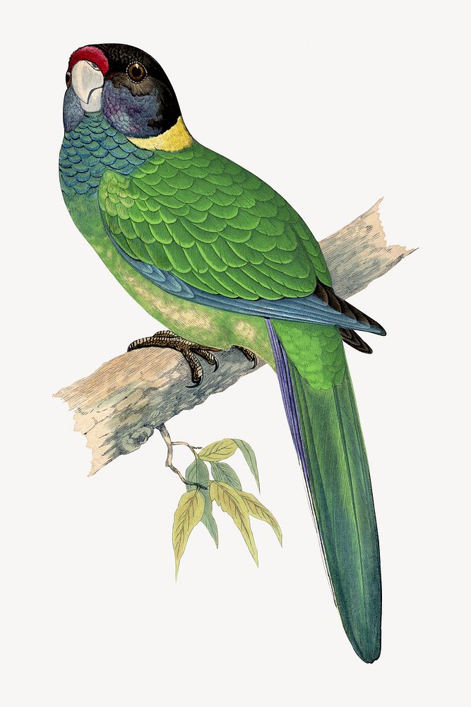 Yellow-naped parakeet vintage bird illustration. Remixed by rawpixel.