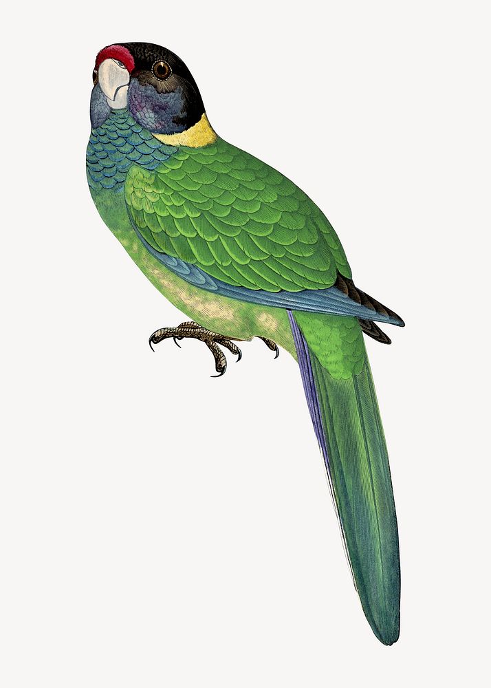 Yellow-naped parakeet vintage bird illustration. Remixed by rawpixel.