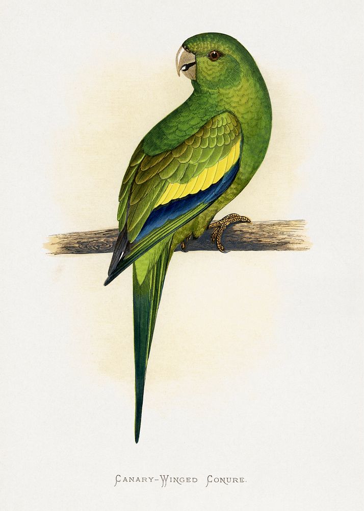 Canary-Winged Conure ( Brotogeris versicolurus) colored wood-engraved plate by Alexander Francis Lydon. Digitally enhanced…