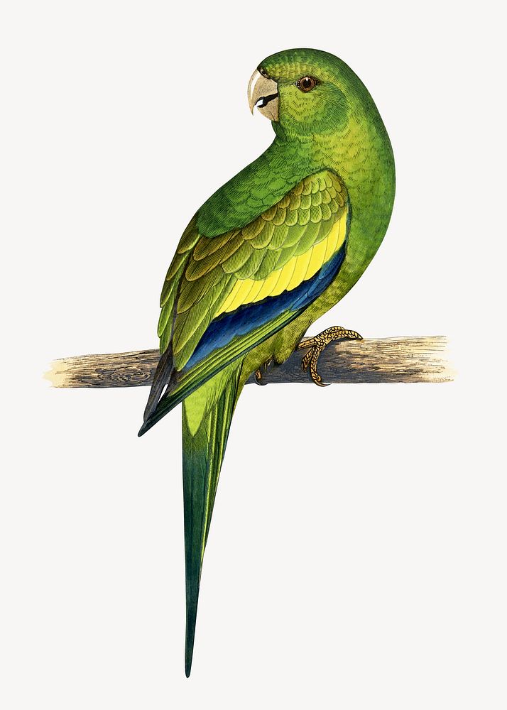 Canary-winged conure vintage bird illustration. Remixed by rawpixel.