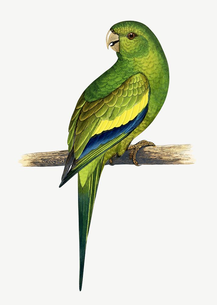 Canary-winged conure, vintage bird illustration psd. Remixed by rawpixel.