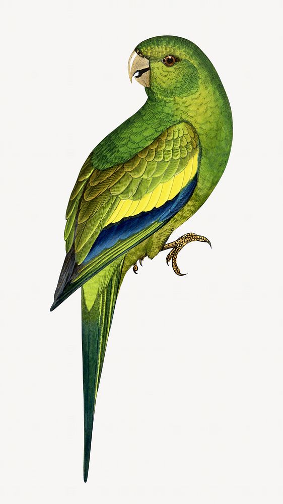 Canary-winged conure vintage bird illustration. Remixed by rawpixel.