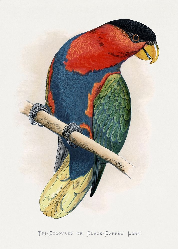 Tri-Coloured or Black-Capped Lory (Lorius lory) colored wood-engraved plate by Alexander Francis Lydon. Digitally enhanced…