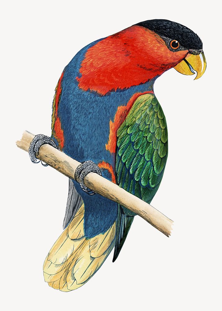 Black-capped lory vintage bird illustration. Remixed by rawpixel.