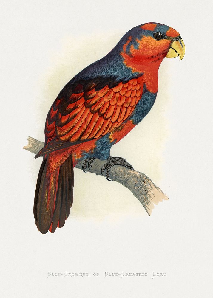 Blue-Crowned or Blue-Breasted Lory (Eos histrio) colored wood-engraved plate by Alexander Francis Lydon. Digitally enhanced…