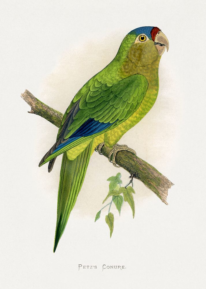 Petz's Conure (Aratinga canicularis) colored wood-engraved plate by Alexander Francis Lydon. Digitally enhanced from our own…
