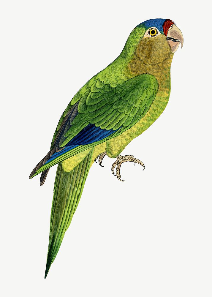Petz's conure, vintage bird illustration psd. Remixed by rawpixel.