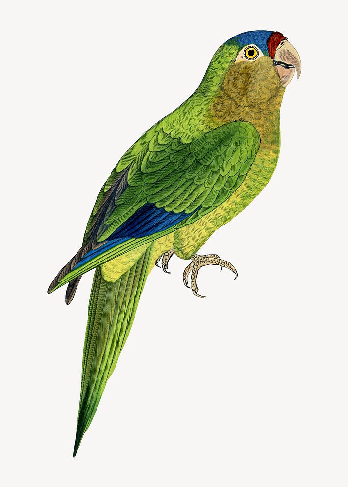 Petz's conure vintage bird illustration. Remixed by rawpixel.