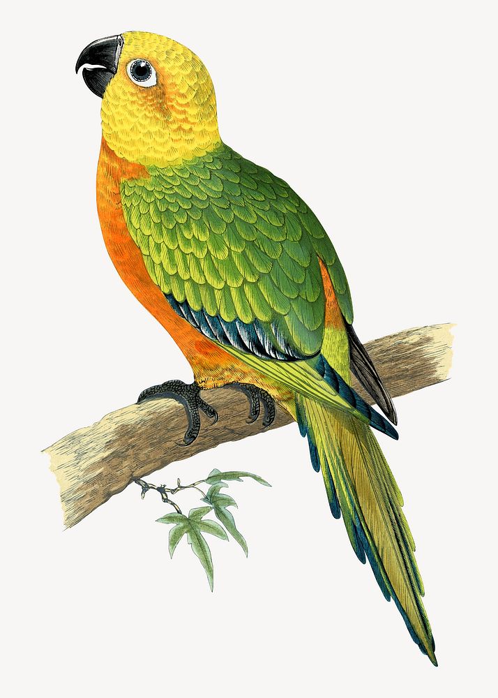 Jendaya conure vintage bird illustration. Remixed by rawpixel.