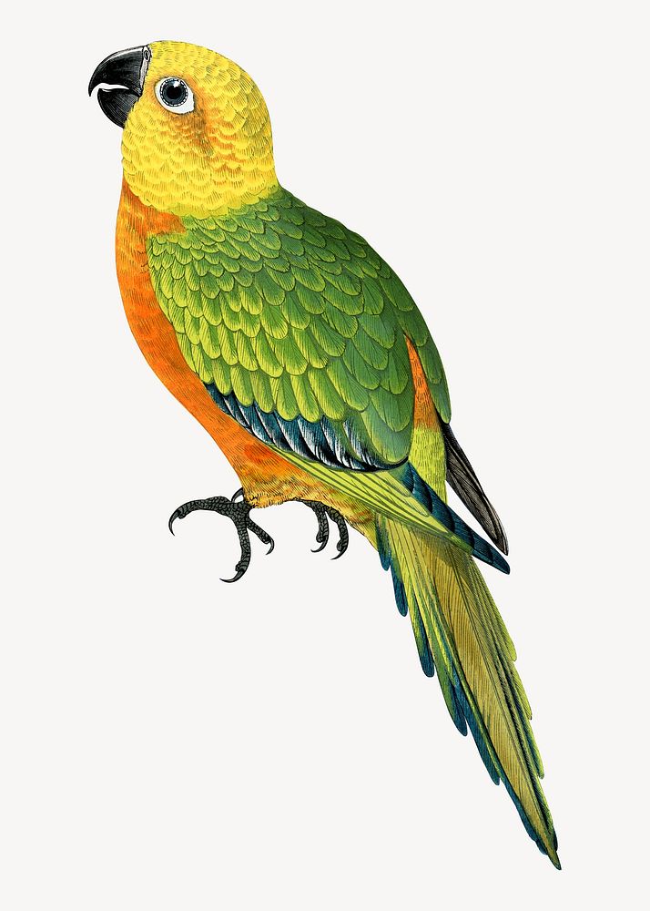 Jendaya conure vintage bird illustration. Remixed by rawpixel.