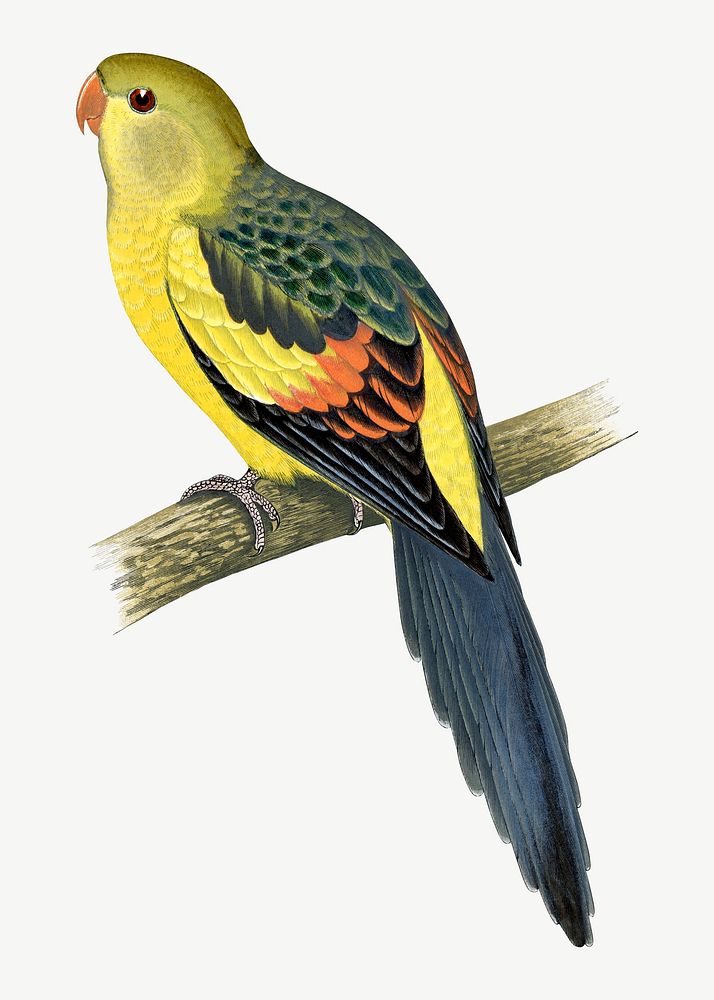 Rock pepler parakeet, vintage bird illustration psd. Remixed by rawpixel.