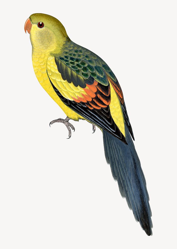 Rock pepler parakeet vintage bird illustration. Remixed by rawpixel.