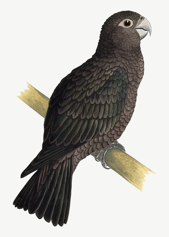 Vasa parrot, vintage bird illustration psd. Remixed by rawpixel.