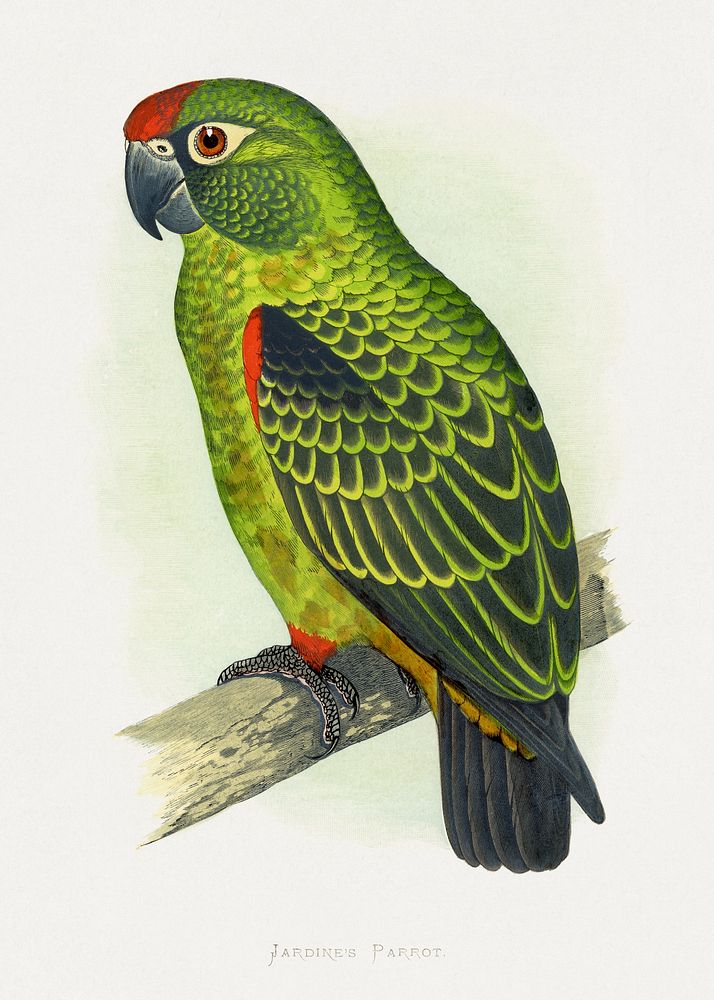 Jardine's Parrot (Poicephalus gulielmi gulielmi) colored wood-engraved plate by Alexander Francis Lydon. Digitally enhanced…