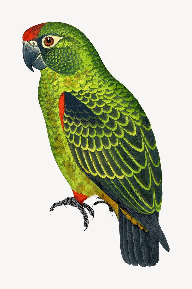 Jardine's parrot vintage bird illustration. Remixed by rawpixel.