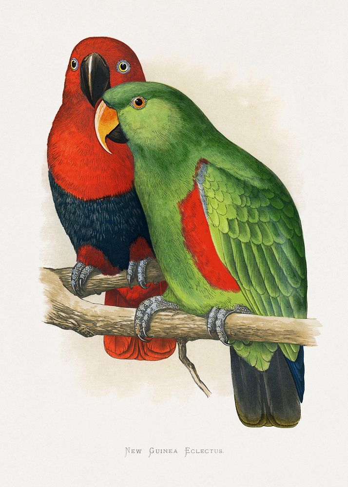 New Guinea Ecletus (Eclectus roratus polychloros) colored wood-engraved plate by Alexander Francis Lydon. Digitally enhanced…