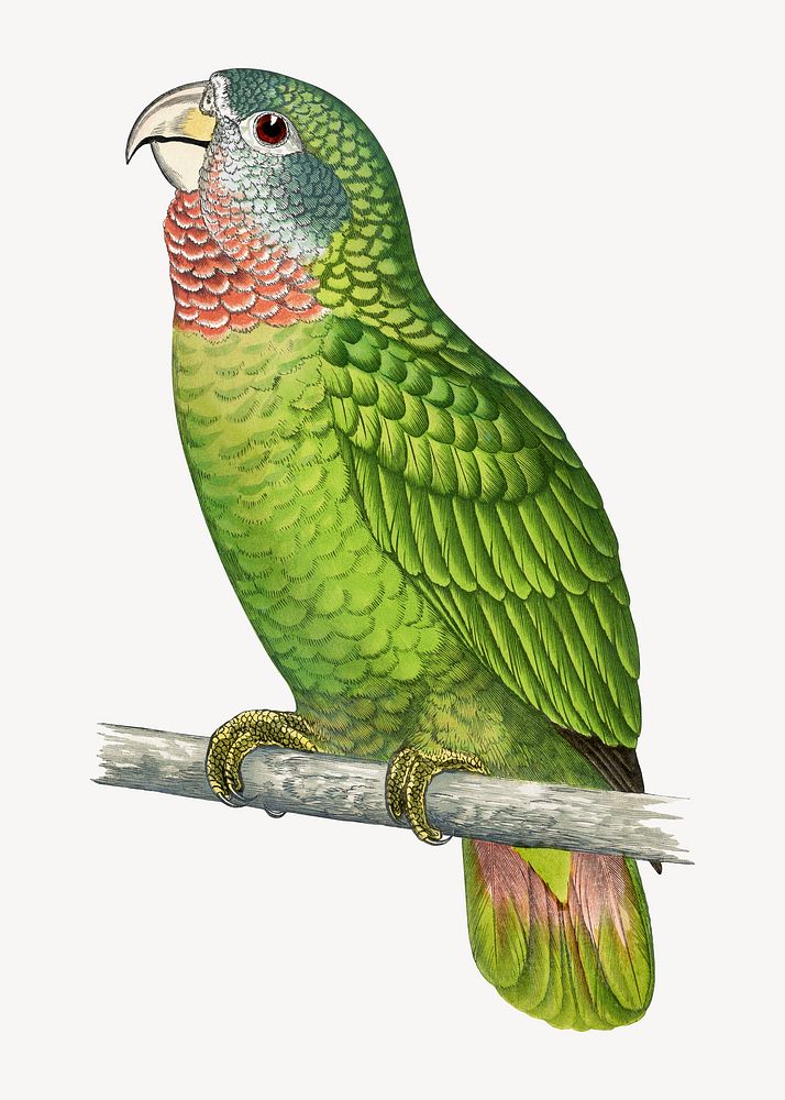 Jamaica parrot vintage bird illustration. Remixed by rawpixel.