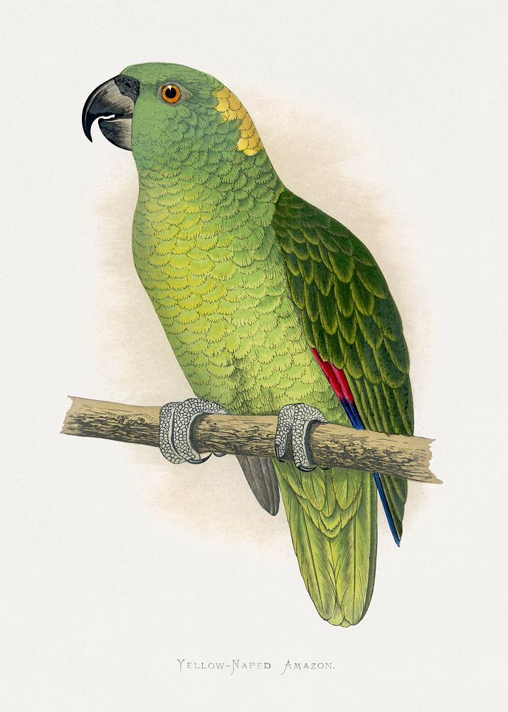Yellow-Naped Amazon (Amazona auropalliata) colored wood-engraved plate by Alexander Francis Lydon. Digitally enhanced from…