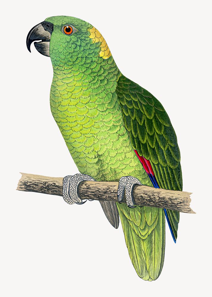 Yellow naped Amazon vintage bird illustration. Remixed by rawpixel.