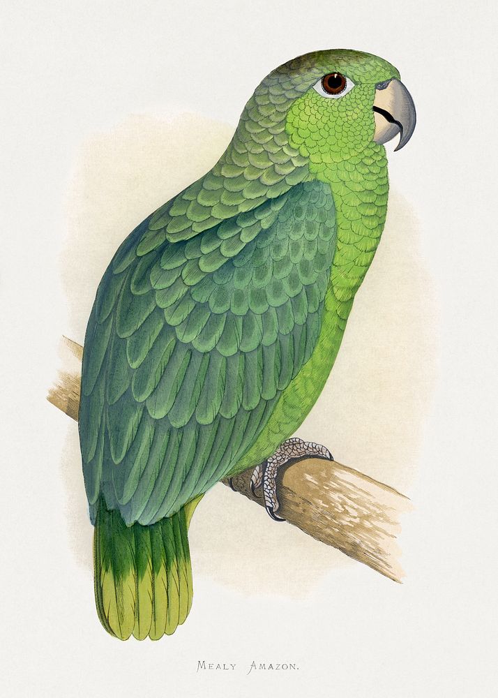 Mealy Amazon (Amazona farinosa) colored wood-engraved plate by Alexander Francis Lydon. Digitally enhanced from our own 1884…