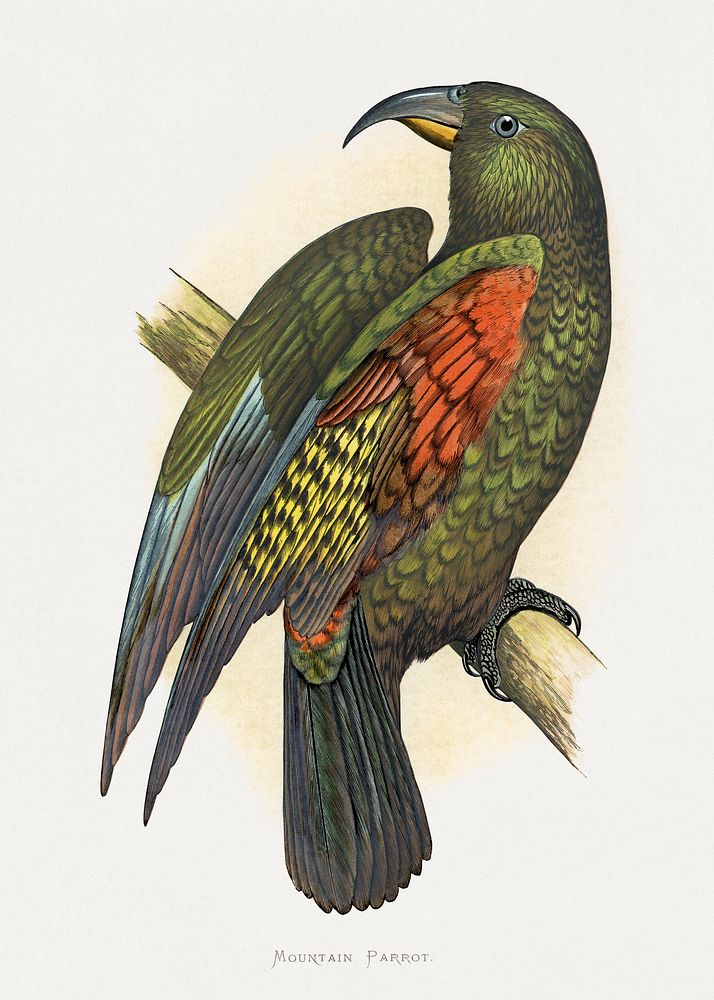 Mountain Parrot (Nestor notabilis) colored wood-engraved plate by Alexander Francis Lydon. Digitally enhanced from our own…