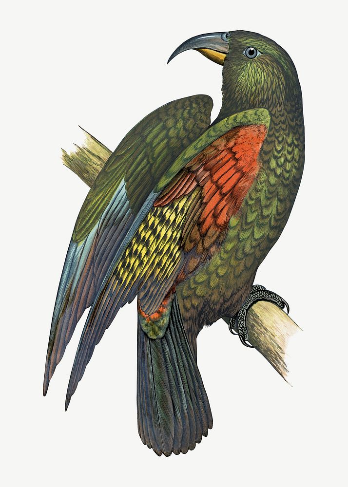 Mountain parrot, vintage bird illustration psd. Remixed by rawpixel.