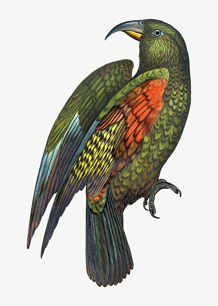 Mountain parrot, vintage bird illustration psd. Remixed by rawpixel.