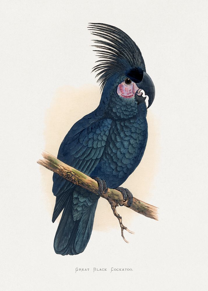 Great Black Cockatoo (Probosciger aterrimus) colored wood-engraved plate by Alexander Francis Lydon. Digitally enhanced from…
