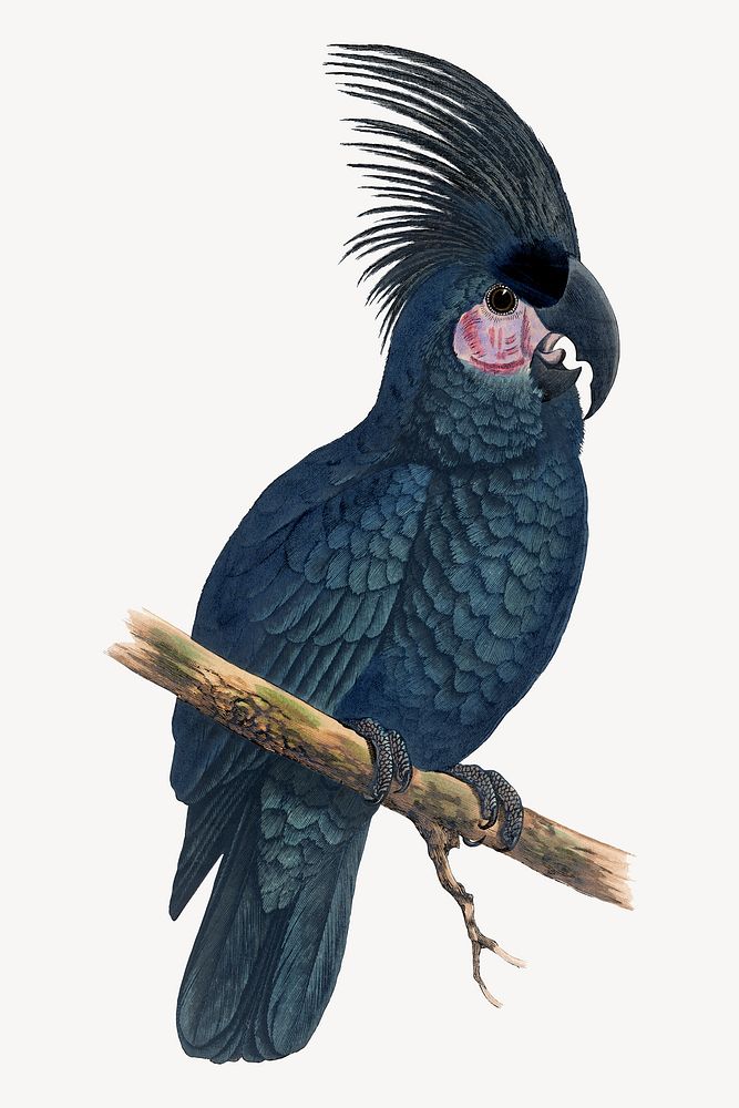 Great black cockatoo vintage bird illustration. Remixed by rawpixel.