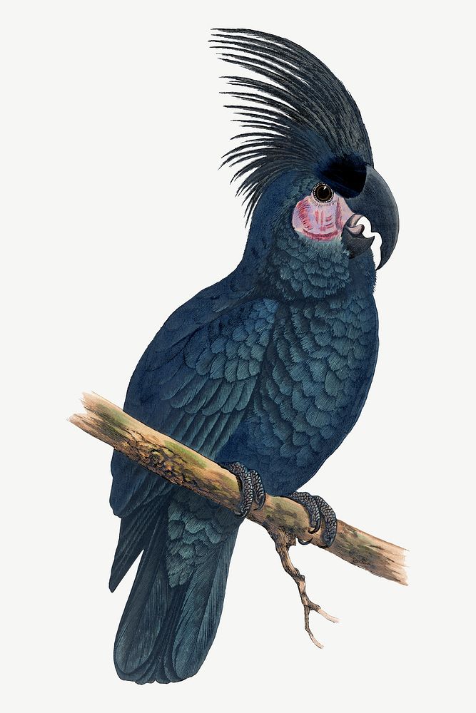 Great black cockatoo, vintage bird illustration psd. Remixed by rawpixel.