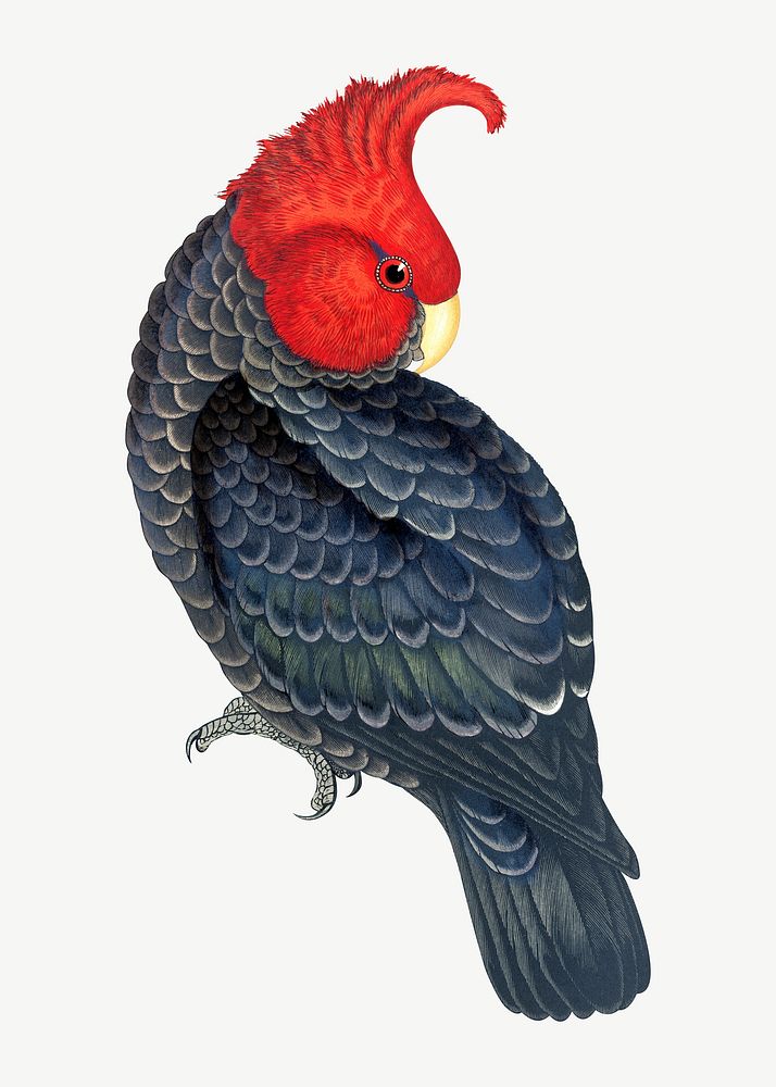 Gang-gang cockatoo, vintage bird illustration psd. Remixed by rawpixel.
