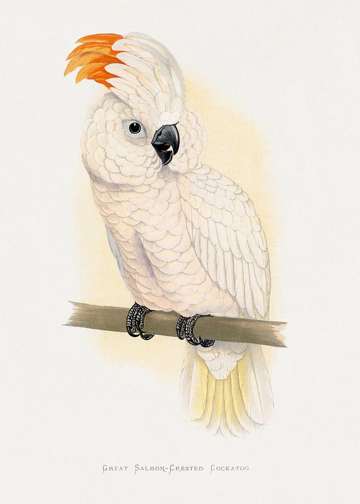 Great Salmon-Crested Cockatoo (CACATUA MOLUCCENSIS) colored wood-engraved plate by Alexander Francis Lydon. Digitally…