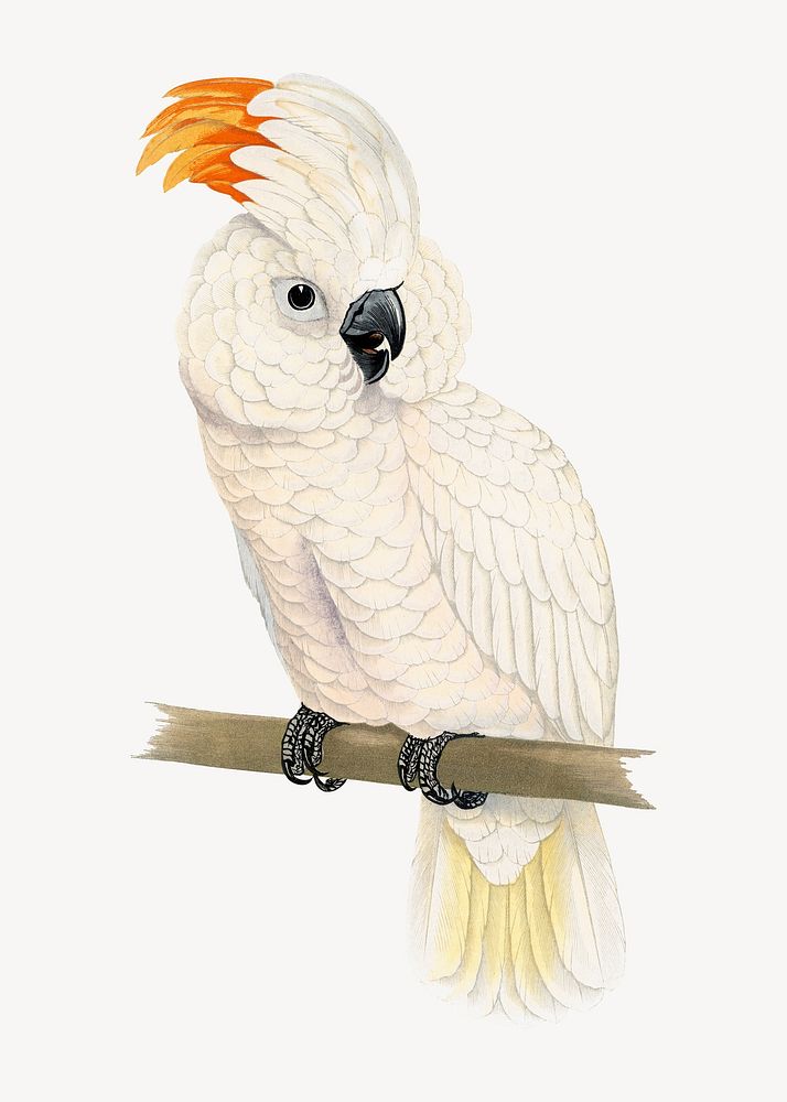 Great salmon crested cockatoo vintage bird illustration. Remixed by rawpixel.