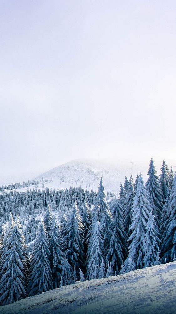 Winter forest border iPhone wallpaper