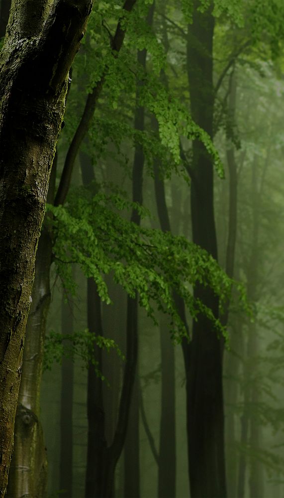 Aesthetic bamboo forest iPhone wallpaper, nature image