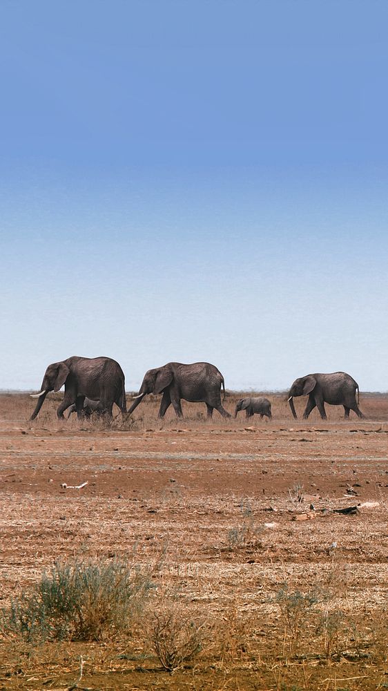 African safari iPhone wallpaper, wild animals image