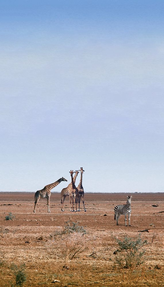 African safari iPhone wallpaper, wild animals image