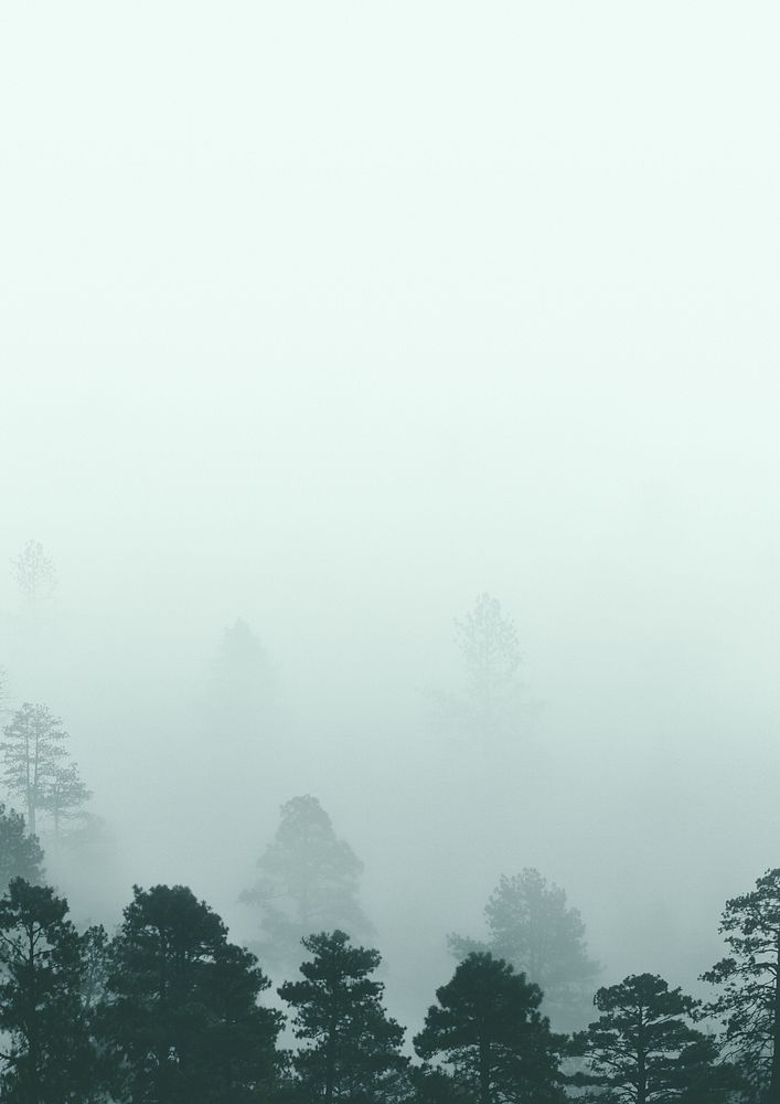 Foggy pine forest background, nature image
