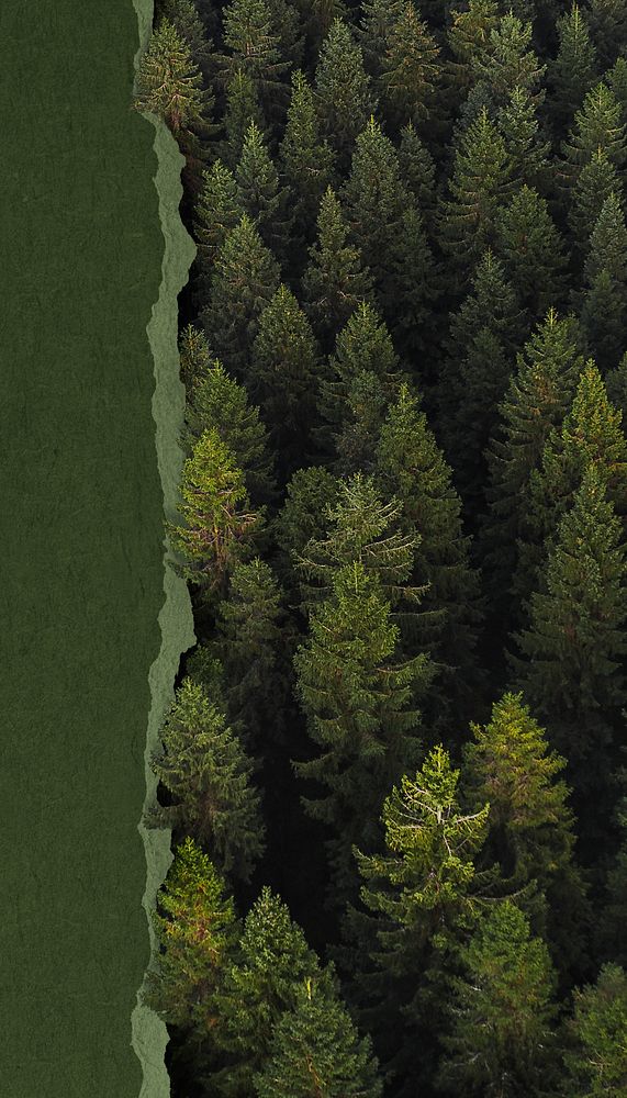 Ripped green paper iPhone wallpaper, pine forest border