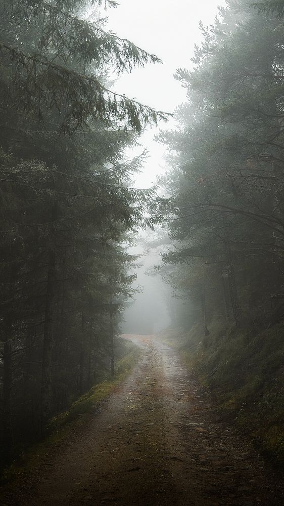 Foggy forest trail iPhone wallpaper, nature image