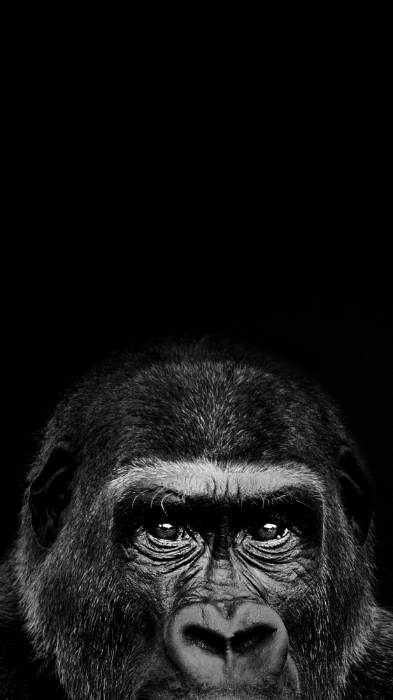 Black gorilla animal iPhone wallpaper