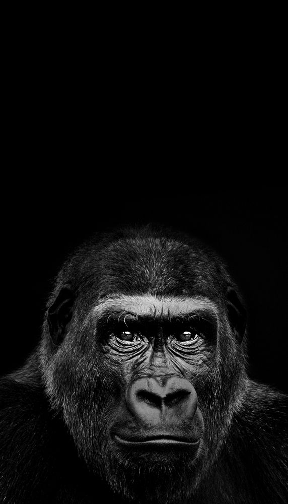 Black gorilla animal iPhone wallpaper