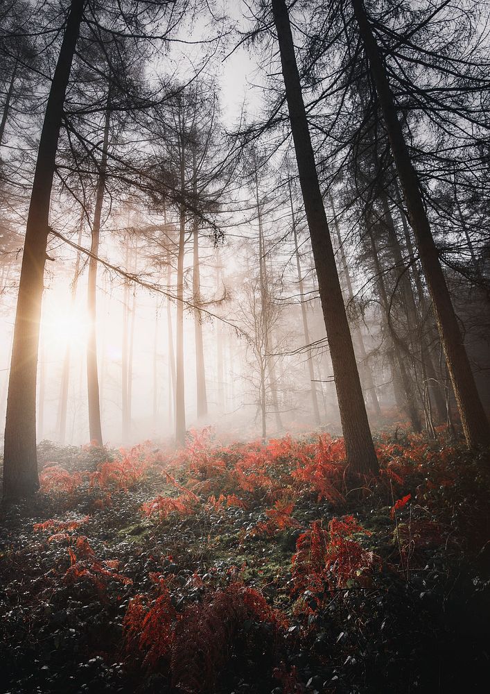 Aesthetic foggy forest background, nature image