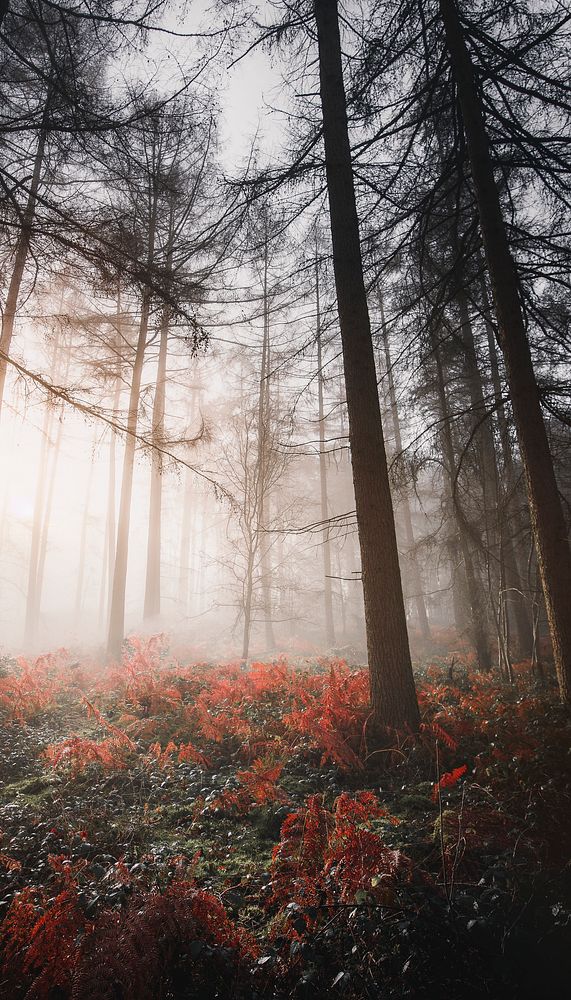 Aesthetic foggy forest iPhone wallpaper, nature image